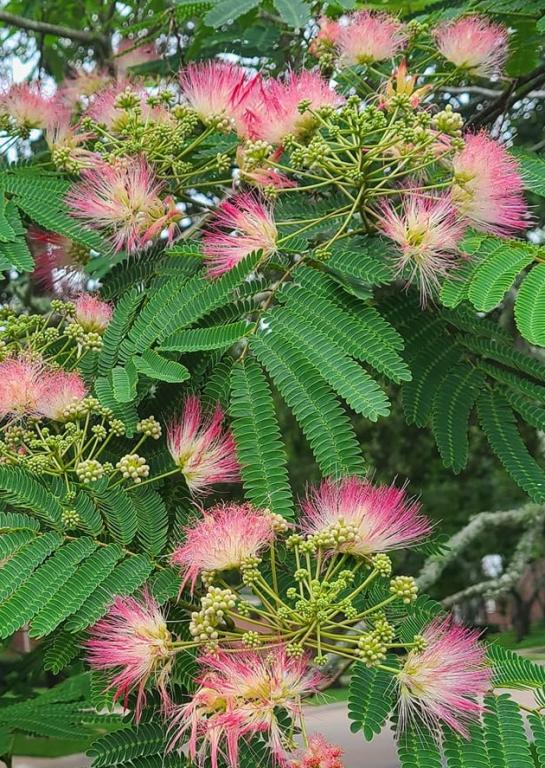 Albizia julibrissin