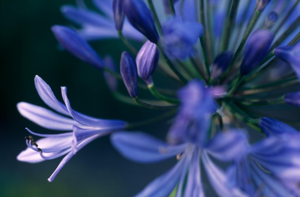 Agapanthus, Headbourne Hybrids