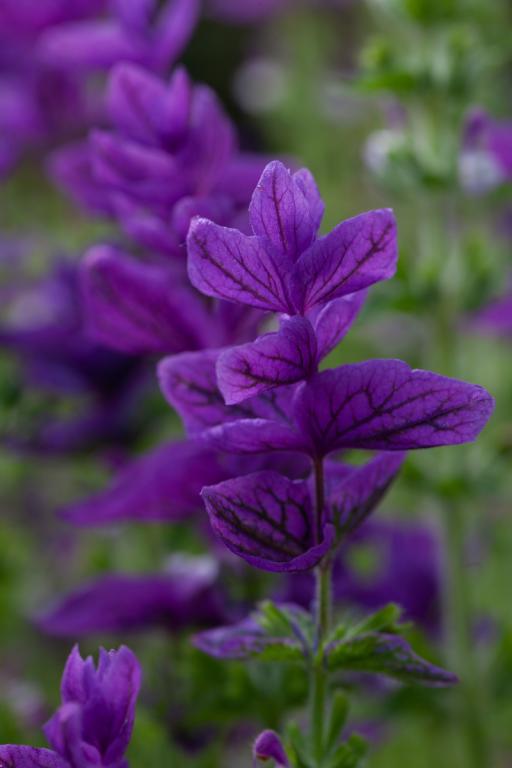 Salvia viridis, 'Blue Denim'