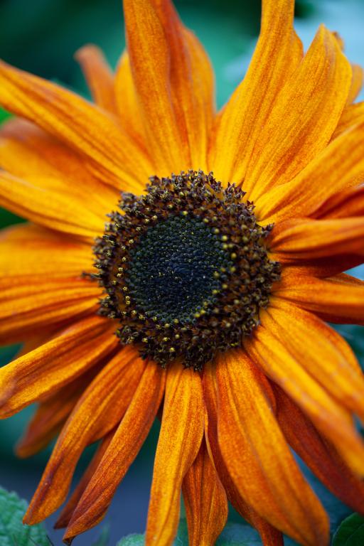 Helianthus annuus, 'Earthwalker'