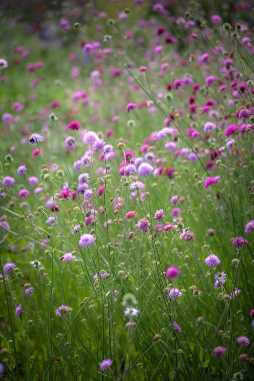 Knautia macedonica, Pastel Shades, Mixed