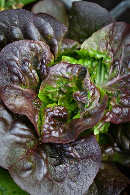 Lettuce, Butterhead, 'Marvel of Four Seasons'