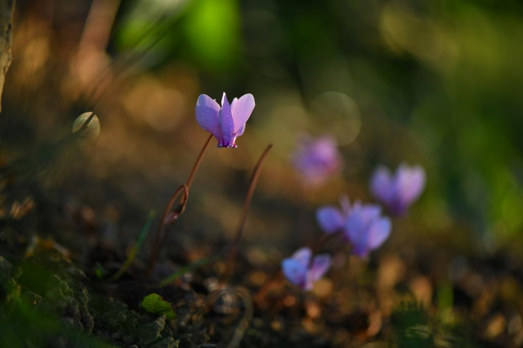 Cyclamen hederifolium ssp. confusum