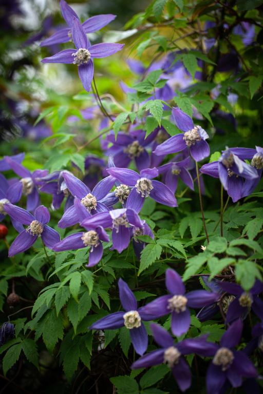Clematis alpina, 'Frances Rivis'