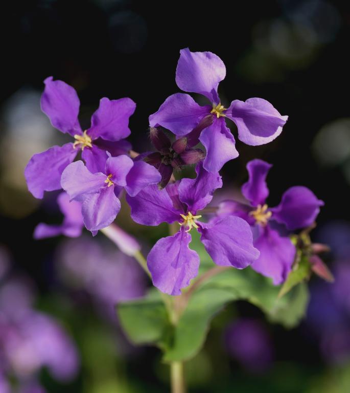 Orychophragmus violaceus