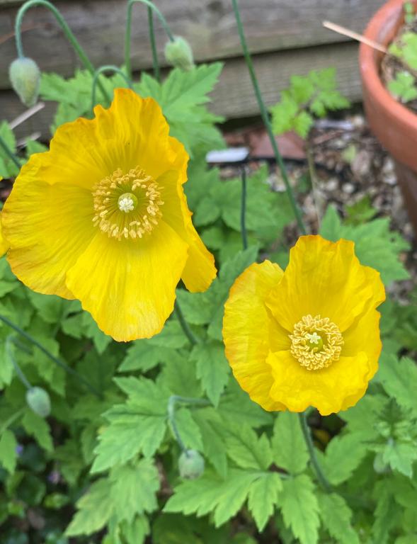 Meconopsis cambrica