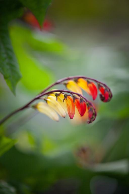Ipomoea lobata