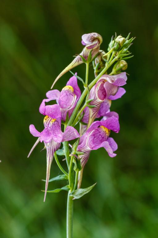 Linaria triornithophora