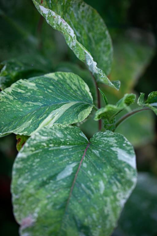 Persicaria orientalis, 'Shiro-Gane-Nishi'