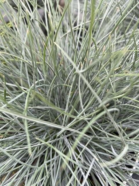 Festuca glauca, 'Blue Select'
