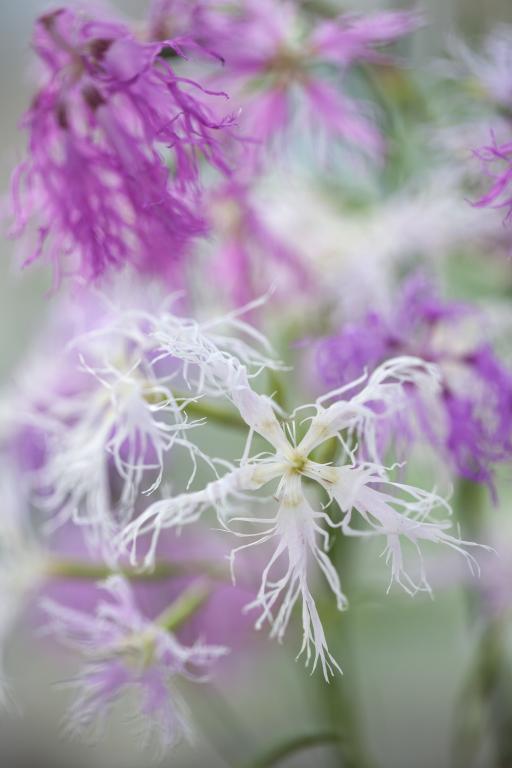 Dianthus plumarius, 'Rainbow Loveliness'