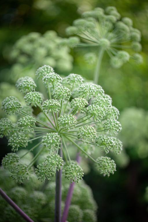 Angelica archangelica