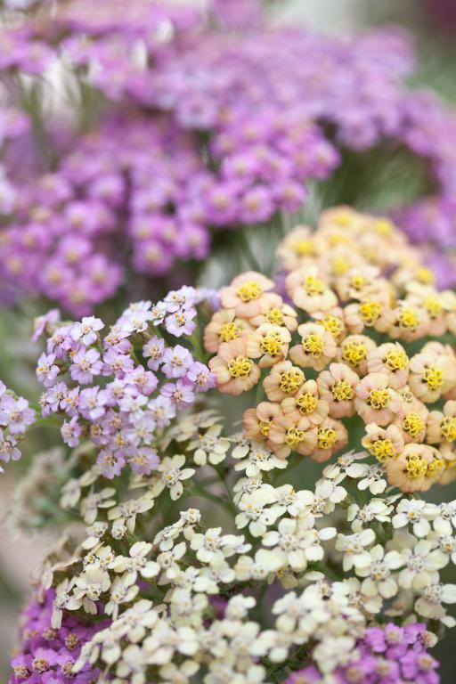 Achillea millefolium, 'Summer Pastels', F2 Hybrid