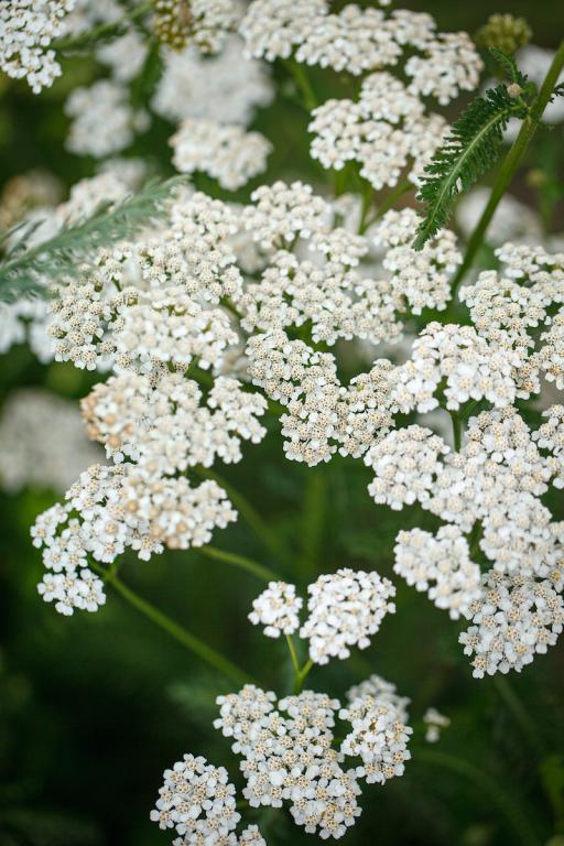 Achillea millefolium, True Wild Form