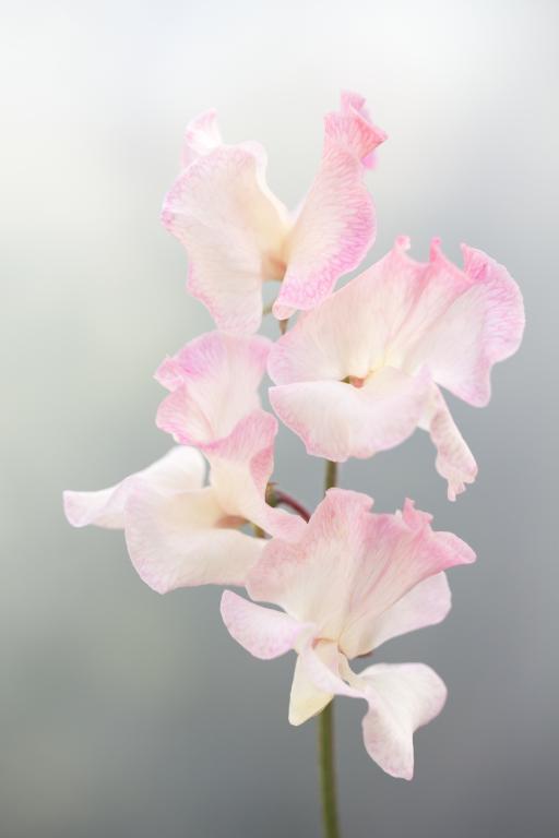 Lathyrus odoratus, 'Mollie Rilstone'
