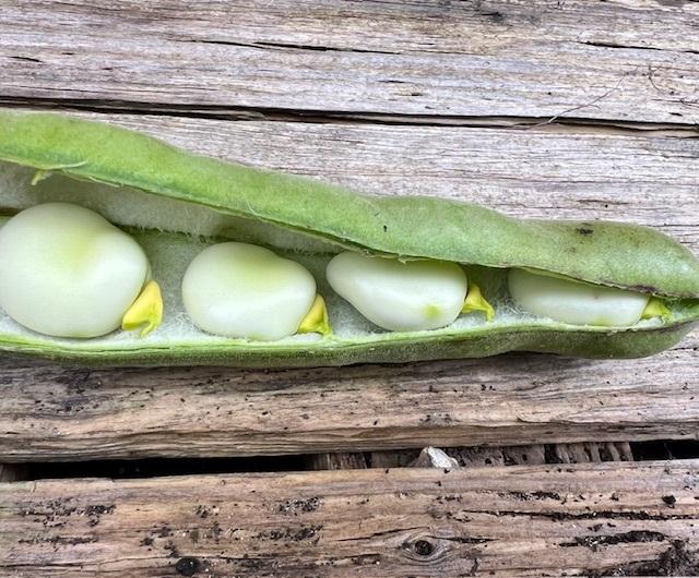 Bean, Broad, 'The Sutton Dwarf'