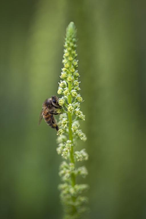 Reseda luteola