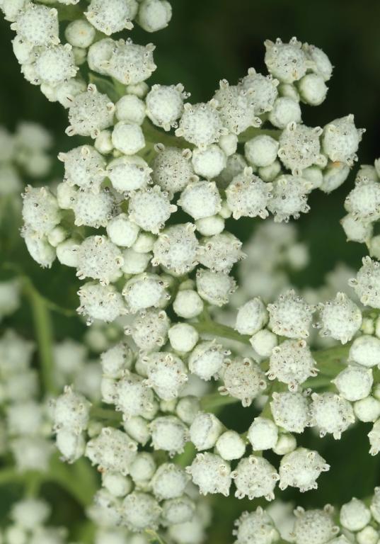 Parthenium integrifolium