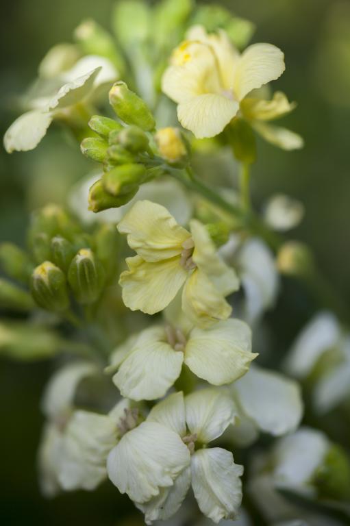 Erysimum cheiri, 'Primrose Bedder'