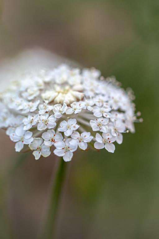 Didiscus caeruleus, 'Lacy White'