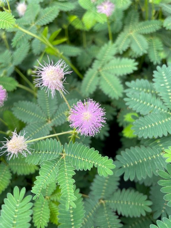 Mimosa pudica