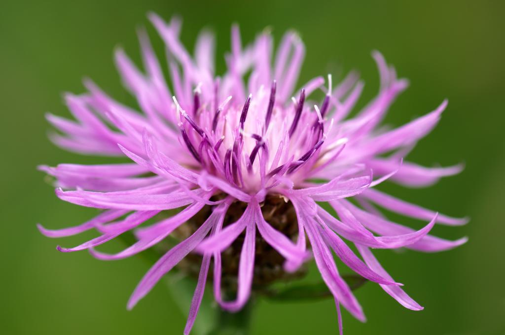 Centaurea jacea