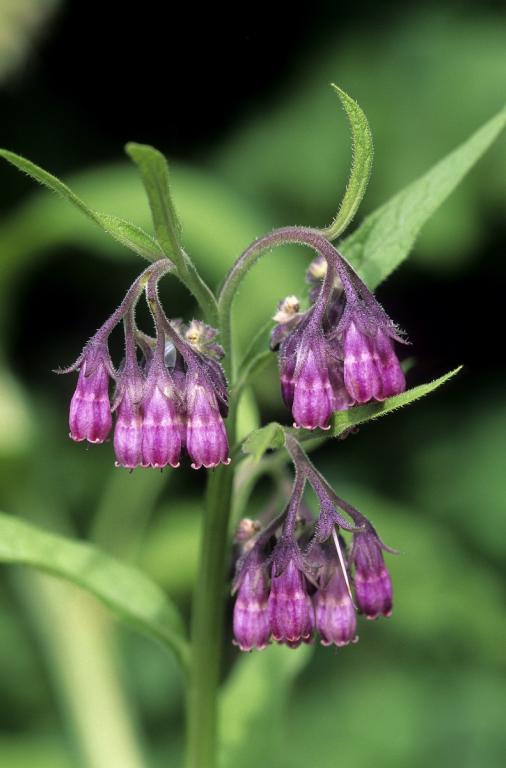 Symphytum officinale
