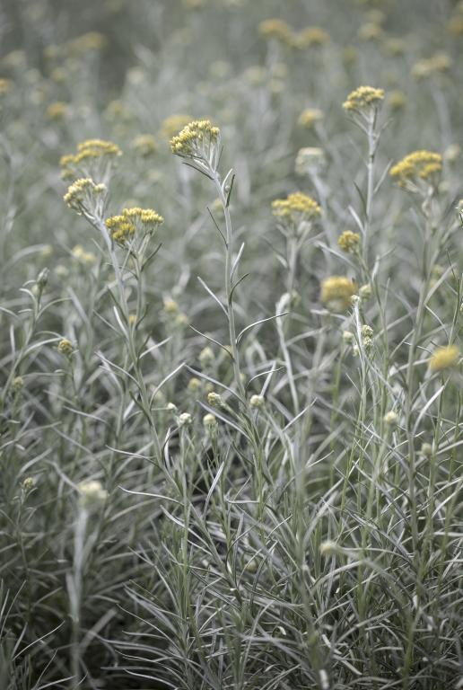 Helichrysum italicum