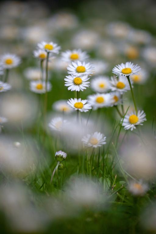 Bellis perennis, True Wild Form