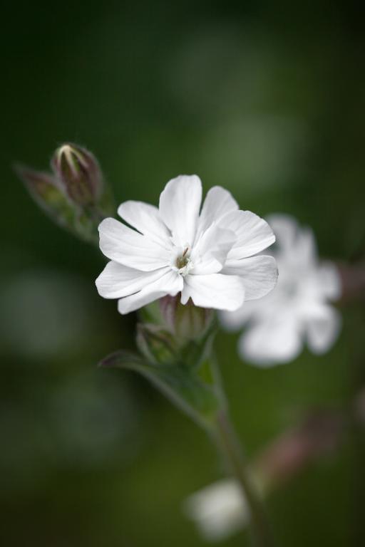 Silene latifolia