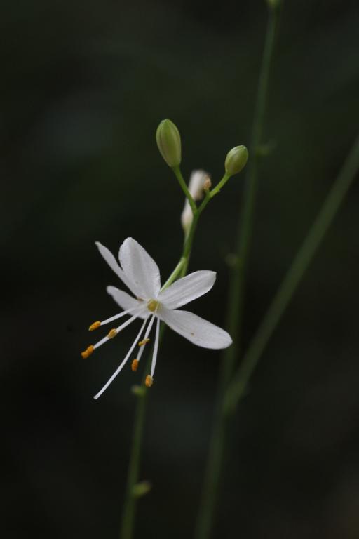 Anthericum ramosum