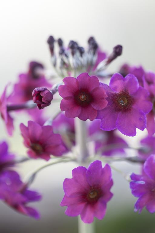 Primula pulverulenta