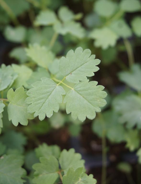 Salad Burnet