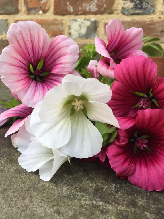 Malope trifida, 'Grandiflora Choice Mixed'