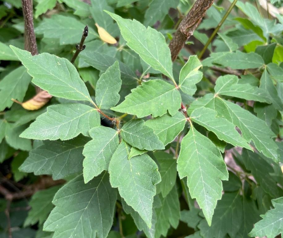 Acer griseum