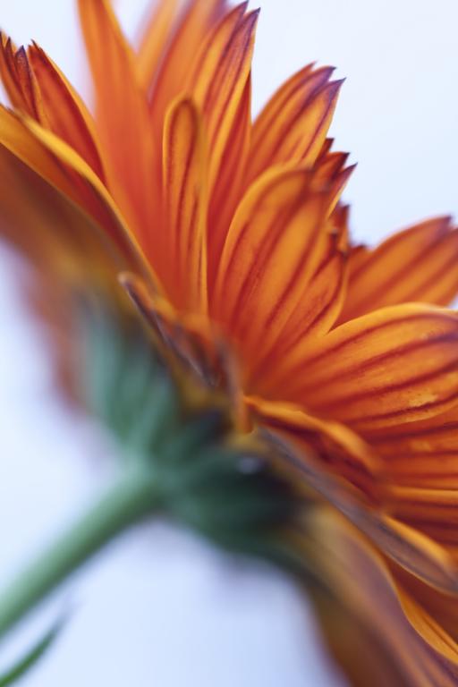 Calendula officinalis, Mixture of all Varieties