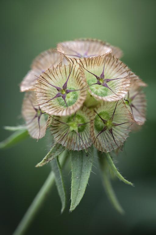 Scabiosa stellata, 'Sternkugel'