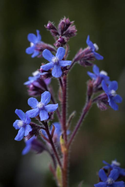 Anchusa azurea, 'Dropmore'
