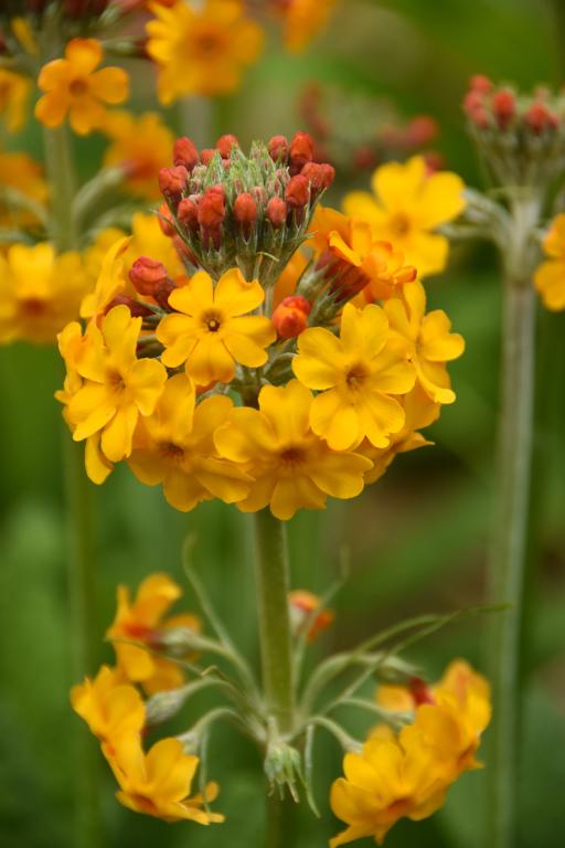 Primula bulleyana