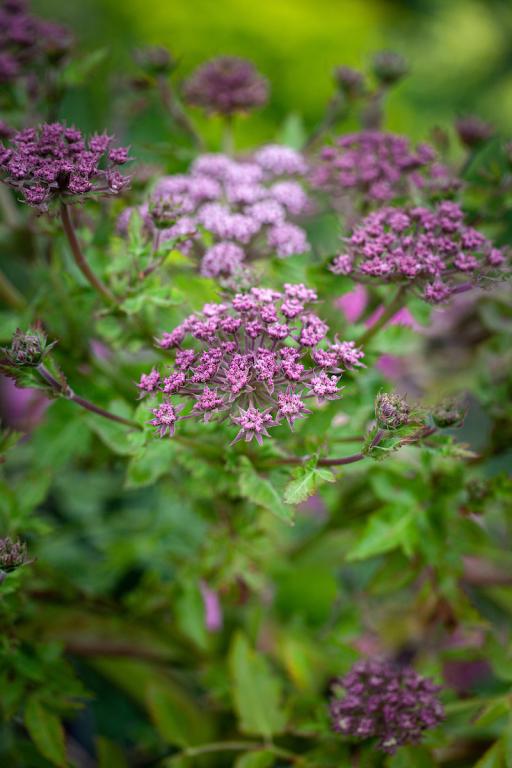 Melanoselinum decipiens