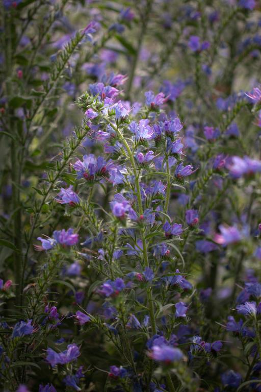 Echium vulgare