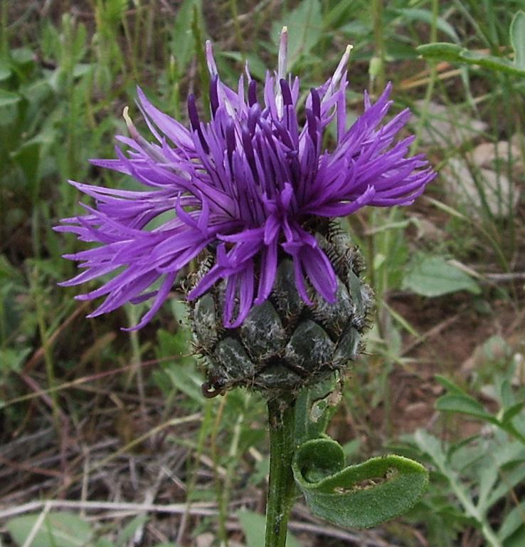 Centaurea scabiosa