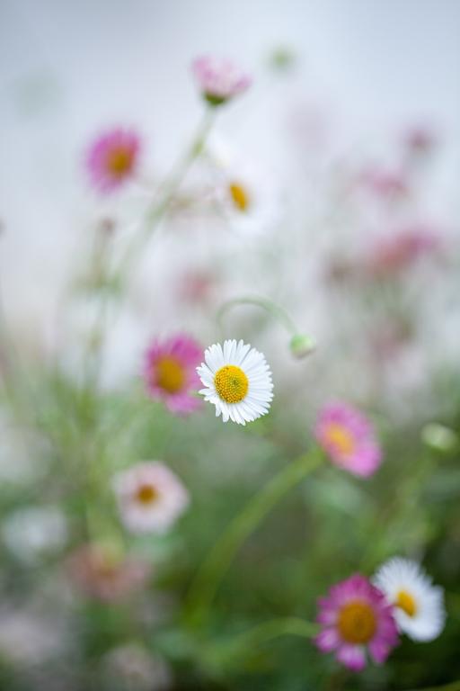 Erigeron karvinskianus
