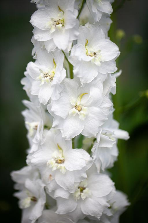 Delphinium hybrida, 'Galahad'