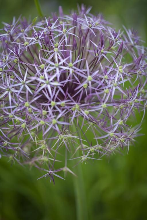 Allium albopilosum