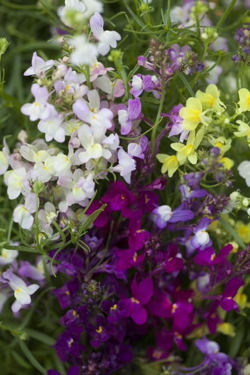 Linaria maroccana, 'Fairy Bouquet' Mixed Colours