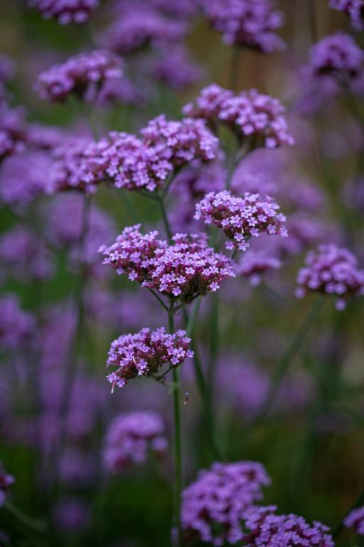 Verbena bonariensis