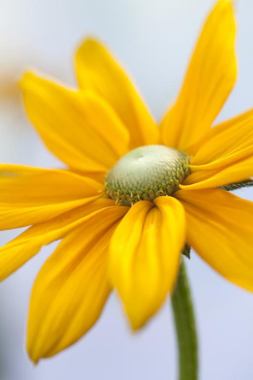 Rudbeckia hirta, 'Prairie Sun'