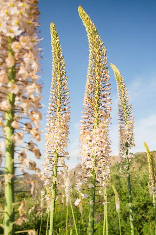 Eremurus robustus