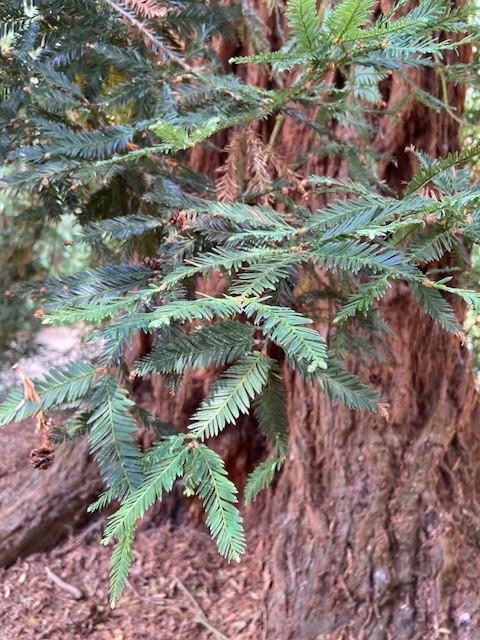 Sequoia sempervirens